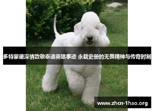 多特蒙德深情致敬泰迪英雄事迹 永载史册的无畏精神与传奇时刻 多特蒙德深情致敬泰迪英雄事迹 永载史册的无畏精神与传奇时刻